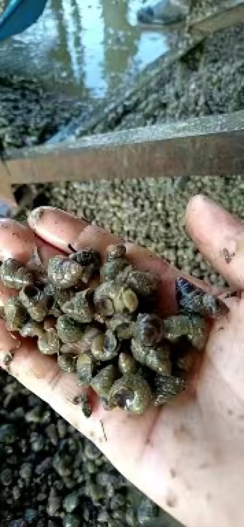 【精品】螺狮湖北米螺大量上市啦一手货源欢迎来电订货～