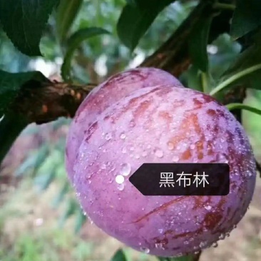 湖南文明半条被子水果之乡黑布林一件代发