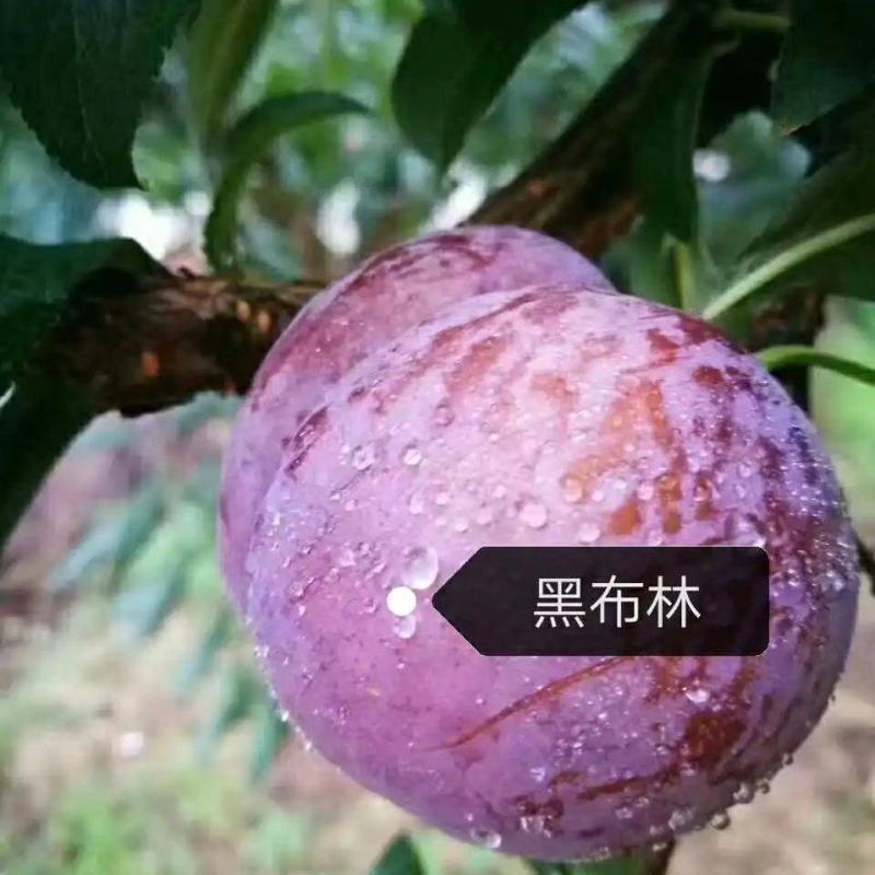 湖南文明半条被子水果之乡黑布林一件代发