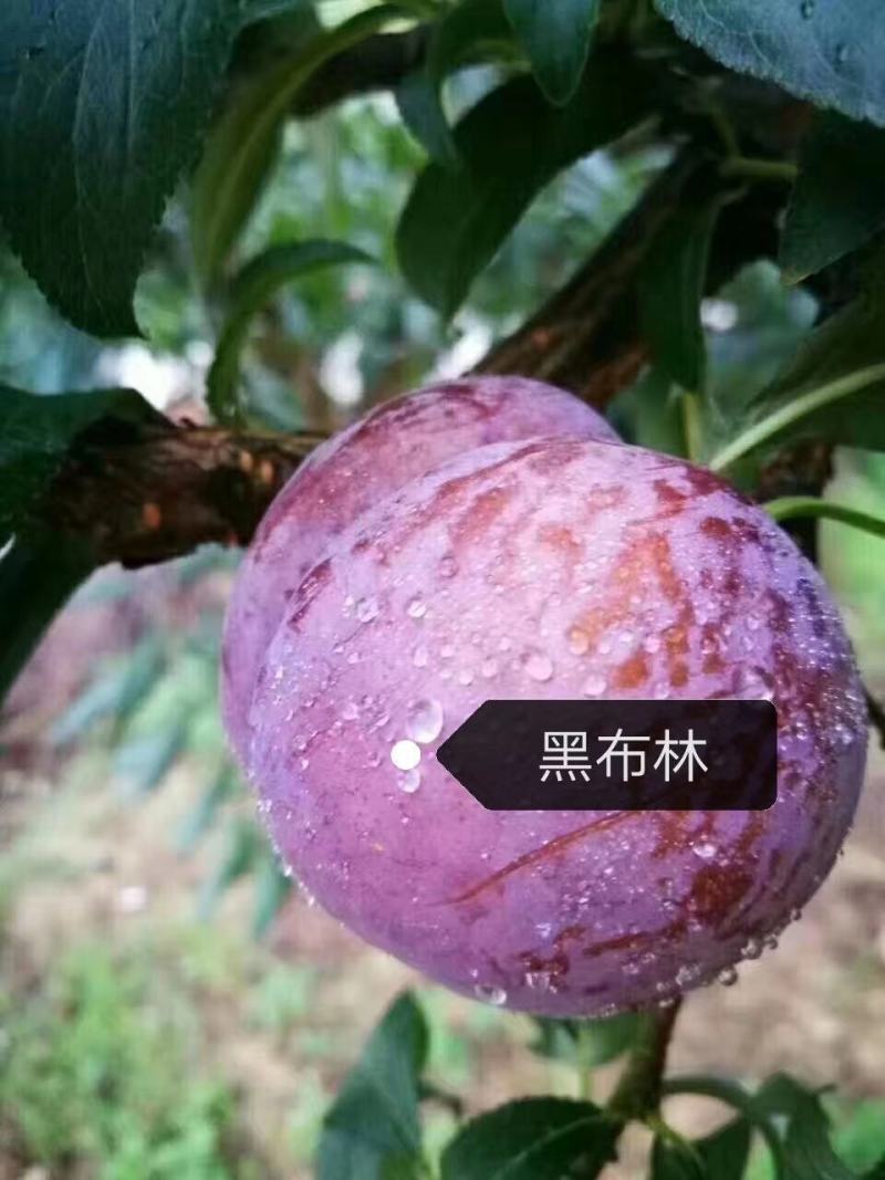 湖南文明半条被子水果之乡黑布林一件代发