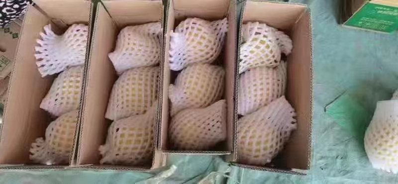 （精选）沙漠金红宝蜜瓜，大美民勤产地直发，可视频看货