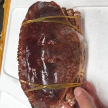 生冻面包蟹