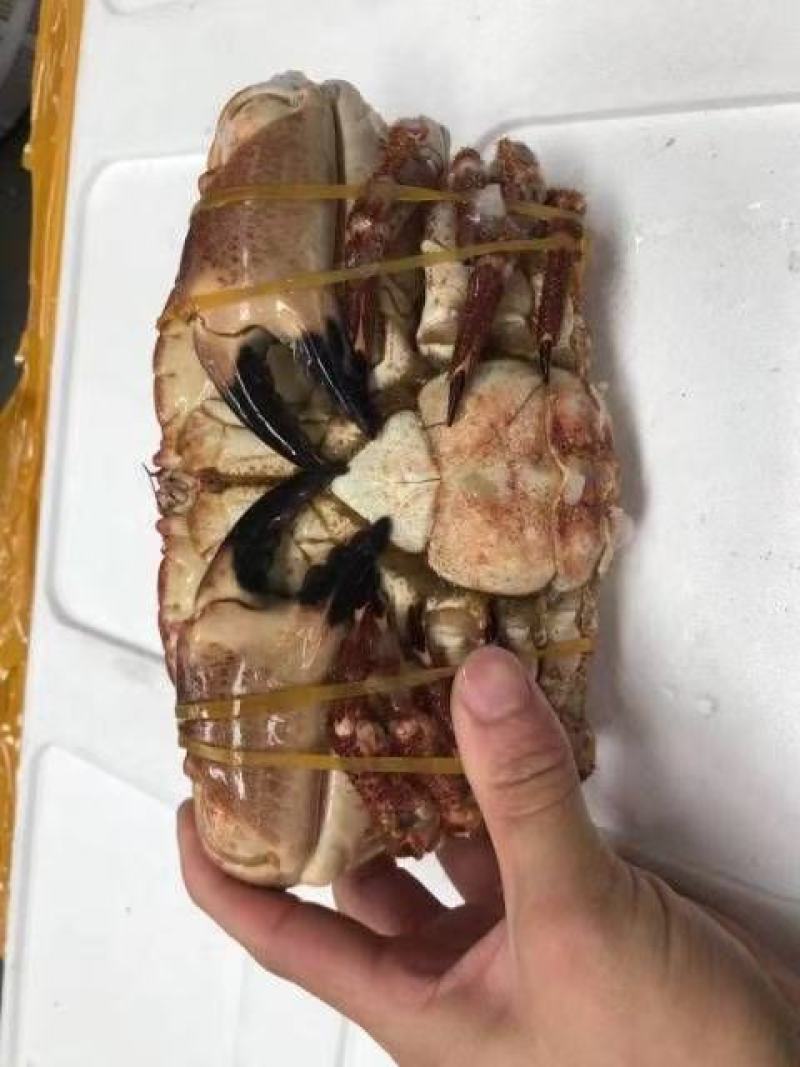 生冻面包蟹