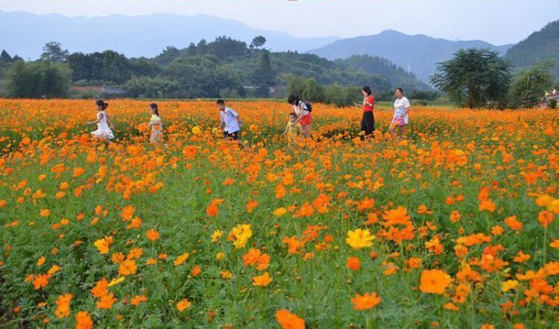 硫化菊种子黄波斯菊花种子黄格桑花种籽硫华菊种子四季易种耐