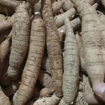 新鲜粉质大叶牛大力，各种规格长期有货，质优价美！