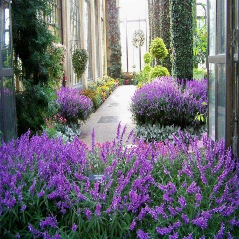 蓝花鼠尾草花种子四季播种多年生宿根景观花卉一串蓝一串红种