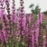 蓝花鼠尾草花种子四季播种多年生宿根景观花卉一串蓝一串红种