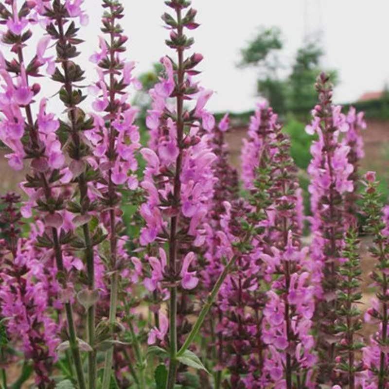 蓝花鼠尾草花种子四季播种多年生宿根景观花卉一串蓝一串红种