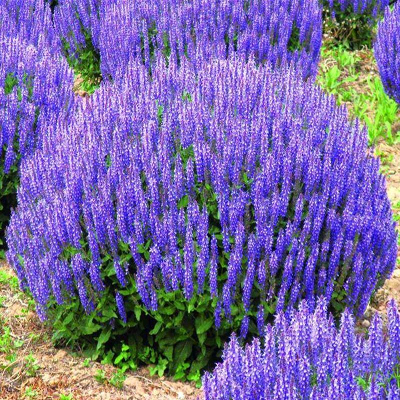 蓝花鼠尾草花种子四季播种多年生宿根景观花卉一串蓝一串红种