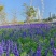 蓝花鼠尾草花种子四季播种多年生宿根景观花卉一串蓝一串红种