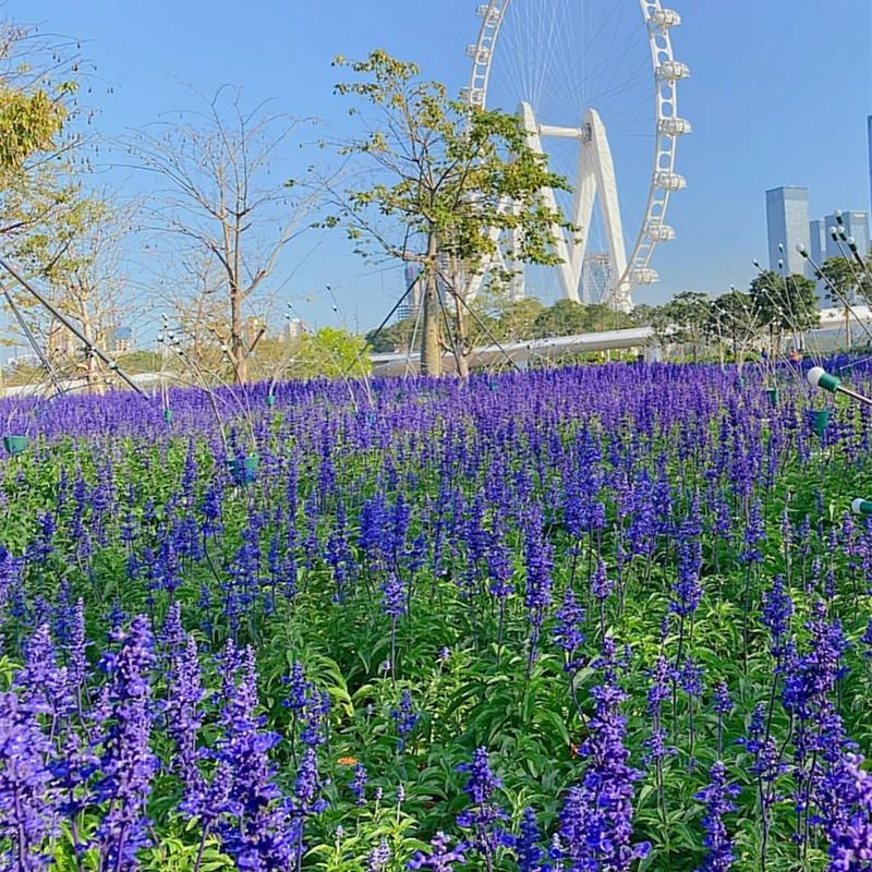 蓝花鼠尾草花种子四季播种多年生宿根景观花卉一串蓝一串红种
