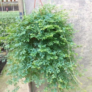 变色龙盆栽翠云草新奇植物室内客厅吊兰观叶绿植大盆变色叶