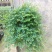 变色龙盆栽翠云草新奇植物室内客厅吊兰观叶绿植大盆变色叶