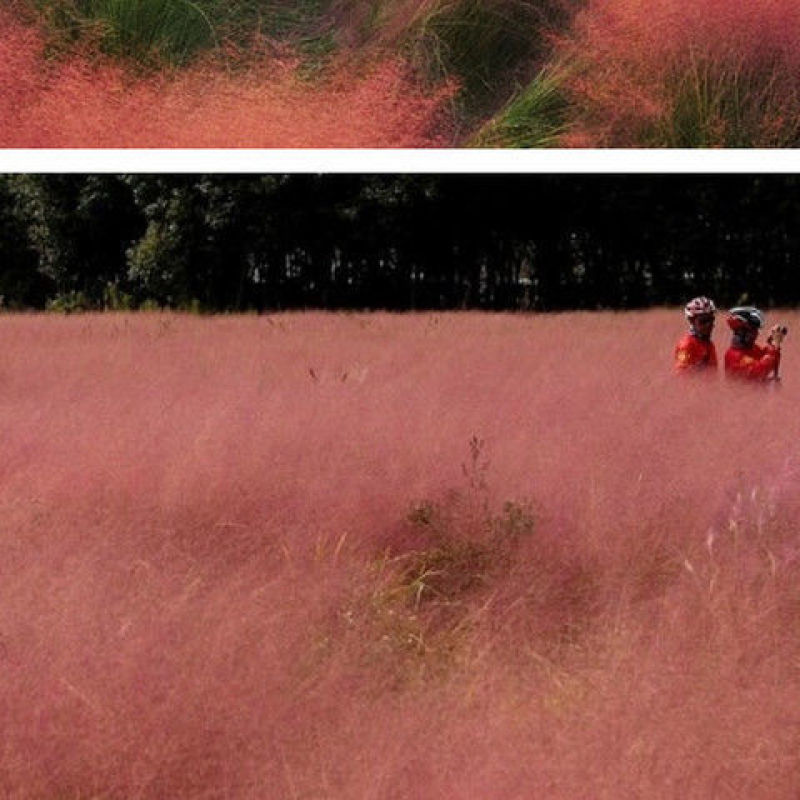 粉黛乱子草植株多年生观赏草毛芒乱子草种子粉米利草