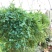 变色龙盆栽翠云草新奇植物室内客厅吊兰观叶绿植大盆变色叶