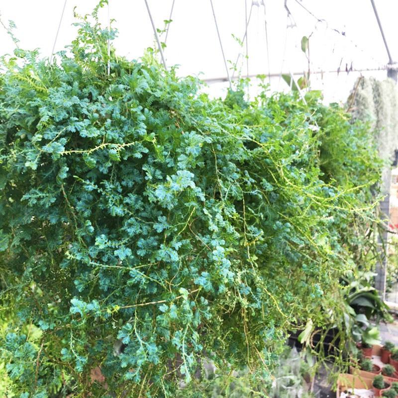 变色龙盆栽翠云草新奇植物室内客厅吊兰观叶绿植大盆变色叶