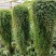 变色龙盆栽翠云草新奇植物室内客厅吊兰观叶绿植大盆变色叶