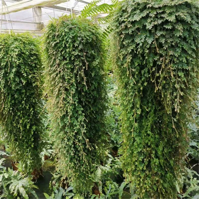 变色龙盆栽翠云草新奇植物室内客厅吊兰观叶绿植大盆变色叶