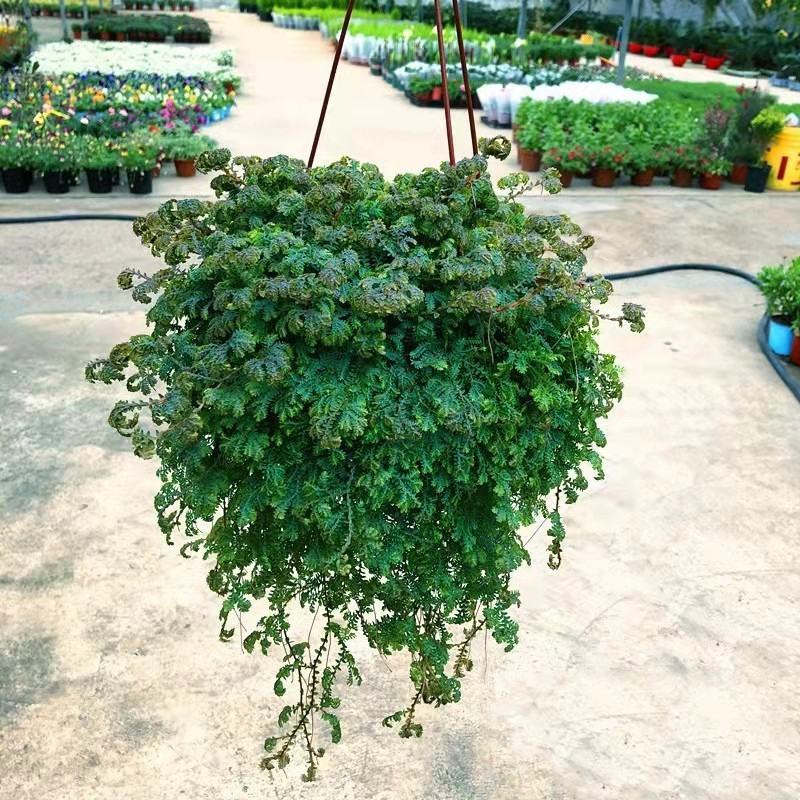 变色龙盆栽翠云草新奇植物室内客厅吊兰观叶绿植大盆变色叶