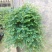 变色龙盆栽翠云草新奇植物室内客厅吊兰观叶绿植大盆变色叶