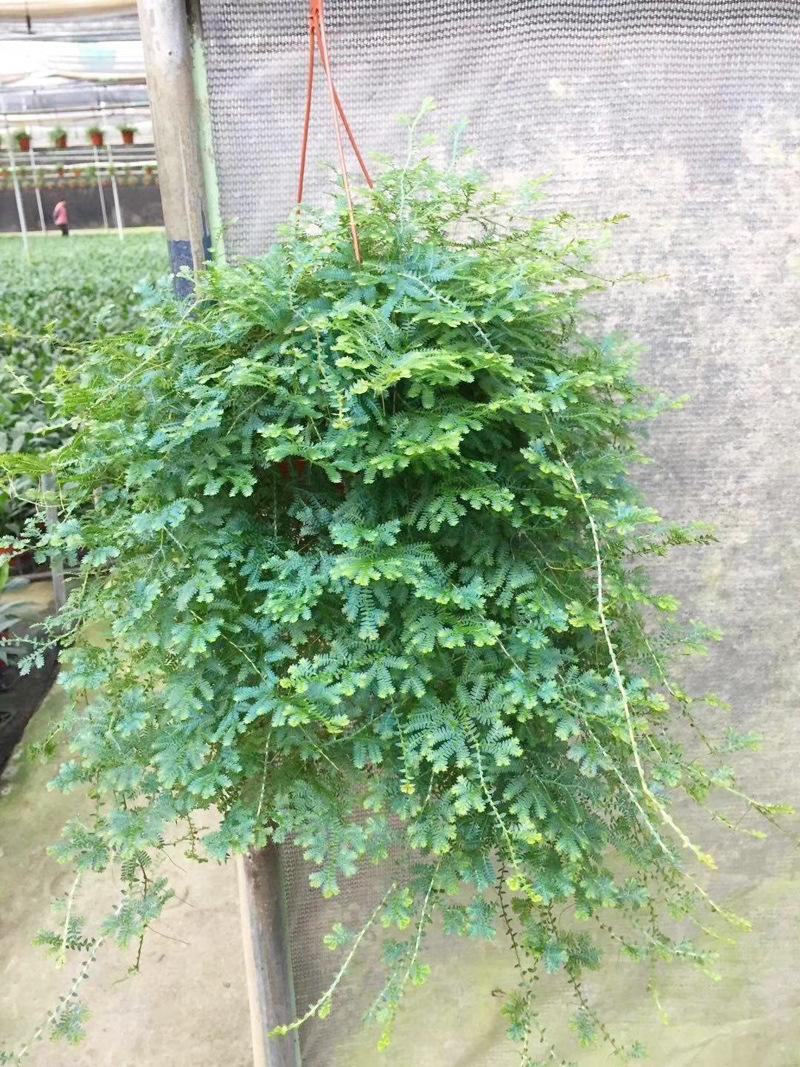 变色龙盆栽翠云草新奇植物室内客厅吊兰观叶绿植大盆变色叶