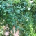 变色龙盆栽翠云草新奇植物室内客厅吊兰观叶绿植大盆变色叶