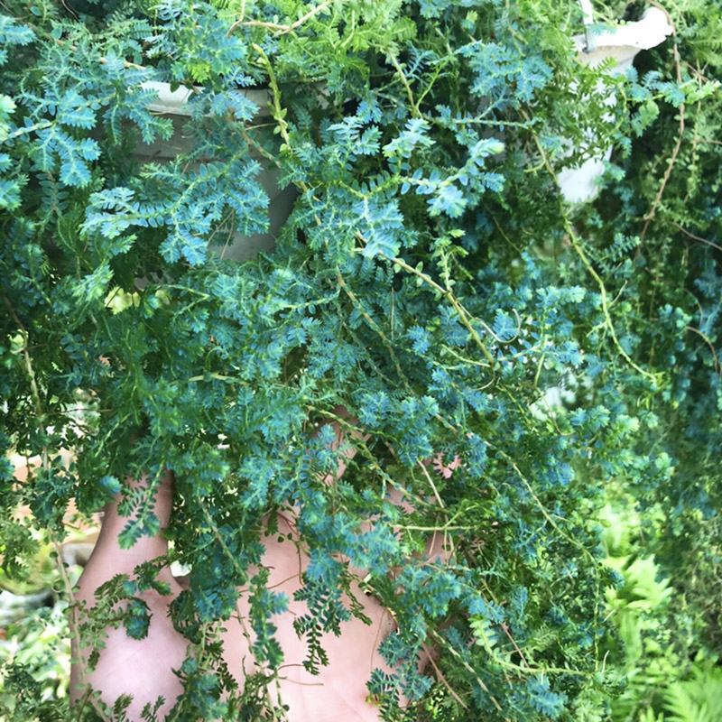 变色龙盆栽翠云草新奇植物室内客厅吊兰观叶绿植大盆变色叶