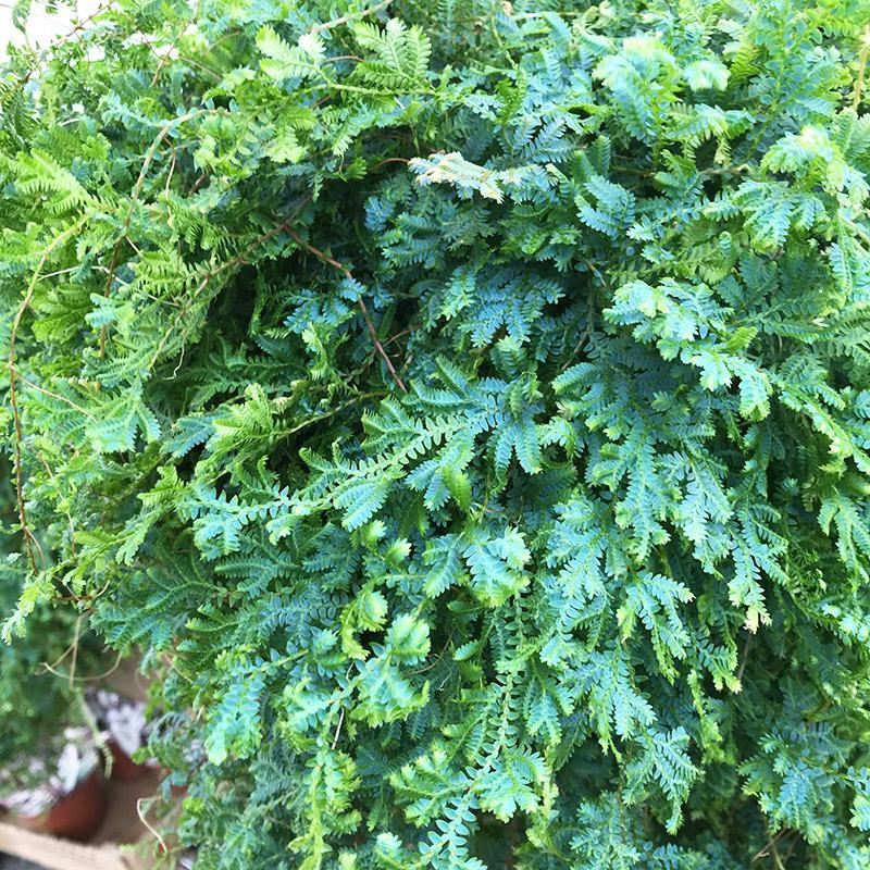 变色龙盆栽翠云草新奇植物室内客厅吊兰观叶绿植大盆变色叶
