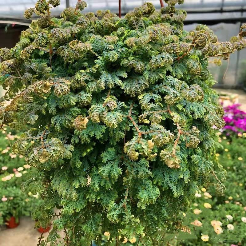 变色龙盆栽翠云草新奇植物室内客厅吊兰观叶绿植大盆变色叶