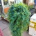 变色龙盆栽翠云草新奇植物室内客厅吊兰观叶绿植大盆变色叶