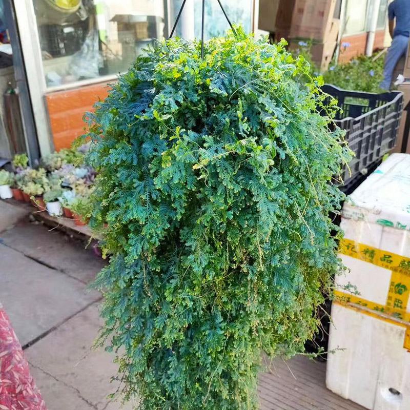 变色龙盆栽翠云草新奇植物室内客厅吊兰观叶绿植大盆变色叶