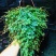 变色龙盆栽翠云草新奇植物室内客厅吊兰观叶绿植大盆变色叶