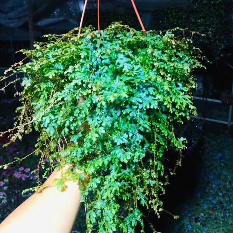 变色龙盆栽翠云草新奇植物室内客厅吊兰观叶绿植大盆变色叶