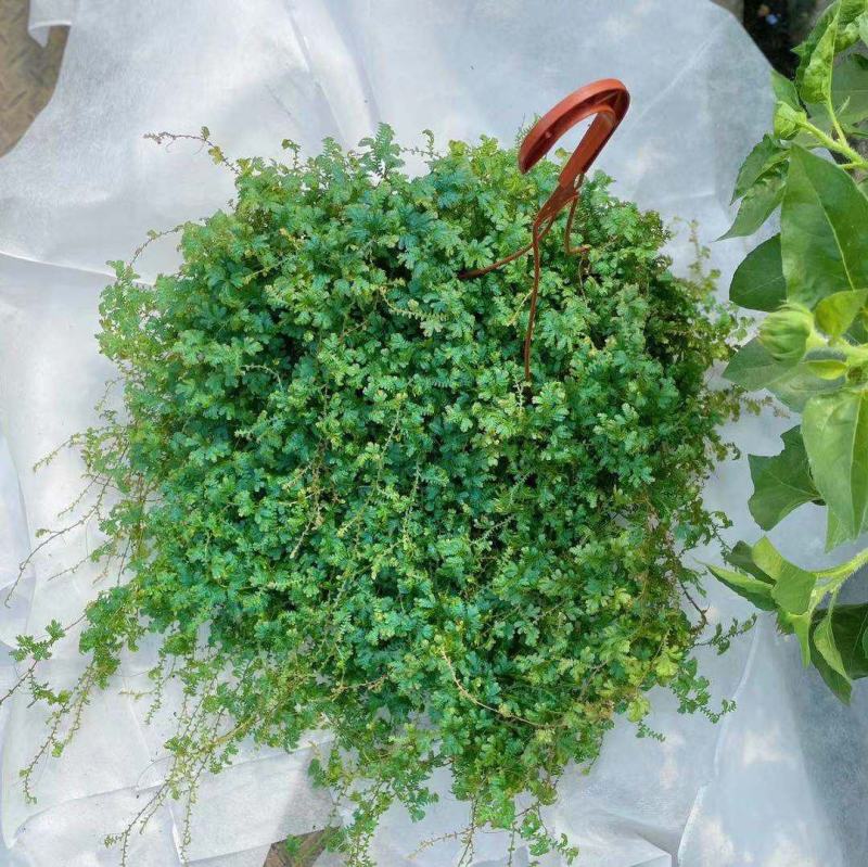 变色龙盆栽翠云草新奇植物室内客厅吊兰观叶绿植大盆变色叶