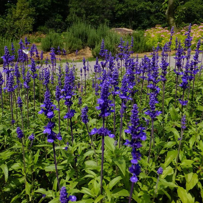 蓝花鼠尾草花种子四季播种多年生宿根景观花卉一串蓝一串红种