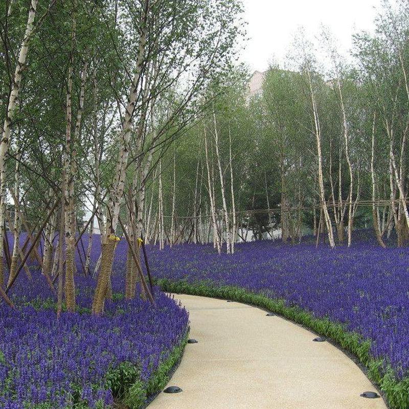 蓝花鼠尾草花种子四季播种多年生宿根景观花卉一串蓝一串红种