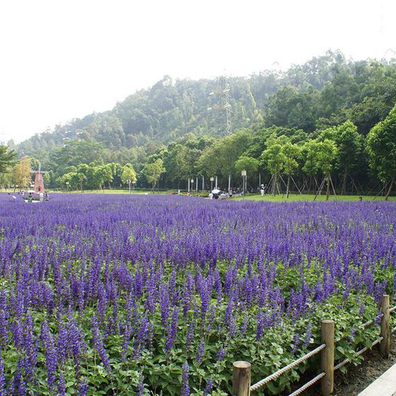蓝花鼠尾草花种子四季播种多年生宿根景观花卉一串蓝一串红种