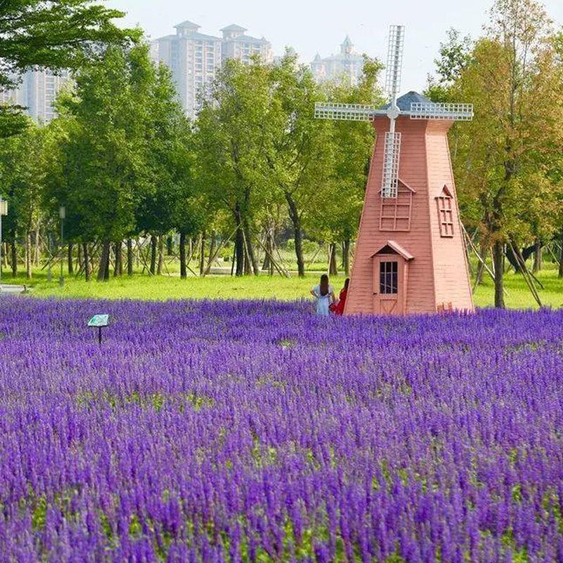 蓝花鼠尾草花种子四季播种多年生宿根景观花卉一串蓝一串红种