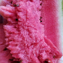 宁夏硒砂瓜，个头均匀，产地直供，提供一条龙服务