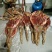 腌肉，火腿