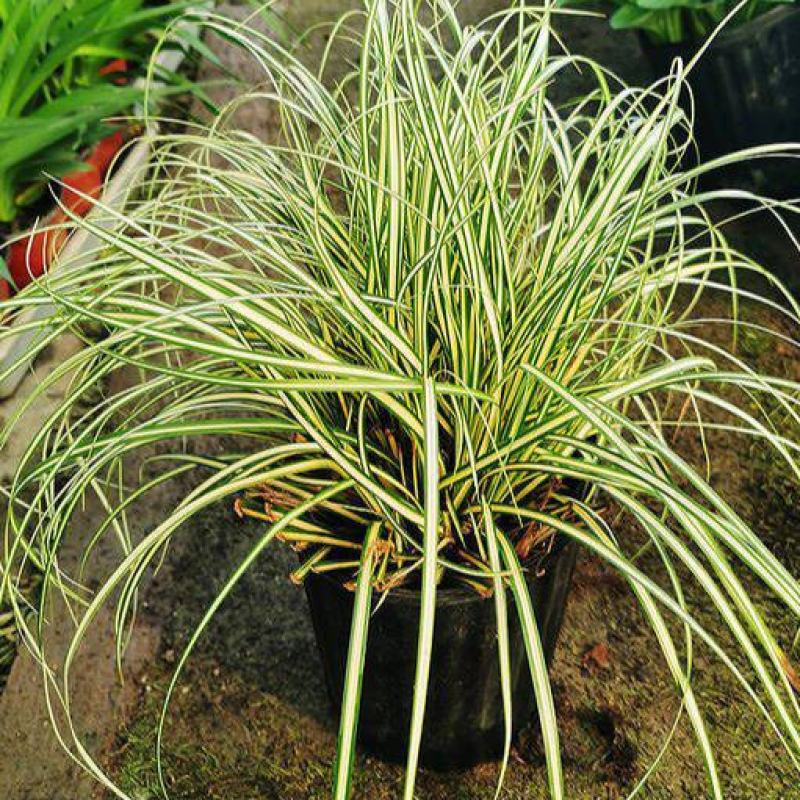 花镜植物埃弗里斯特苔草花园花镜观叶植物盆栽金叶苔草多年生
