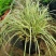 花镜植物埃弗里斯特苔草花园花镜观叶植物盆栽金叶苔草多年生