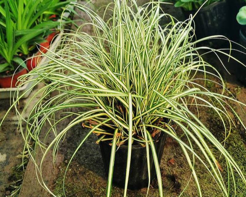 花镜植物埃弗里斯特苔草花园花镜观叶植物盆栽金叶苔草多年生