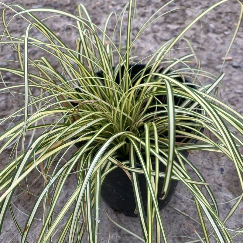花镜植物埃弗里斯特苔草花园花镜观叶植物盆栽金叶苔草多年生