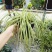 花镜植物埃弗里斯特苔草花园花镜观叶植物盆栽金叶苔草多年生