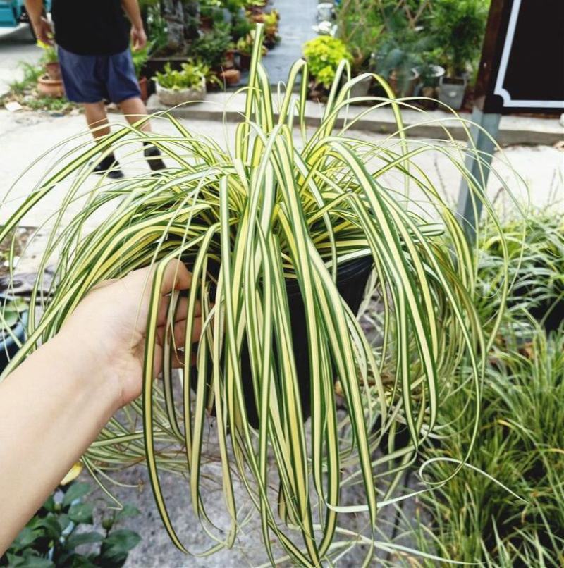花镜植物埃弗里斯特苔草花园花镜观叶植物盆栽金叶苔草多年生