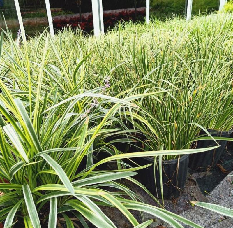 花镜植物埃弗里斯特苔草花园花镜观叶植物盆栽金叶苔草多年生