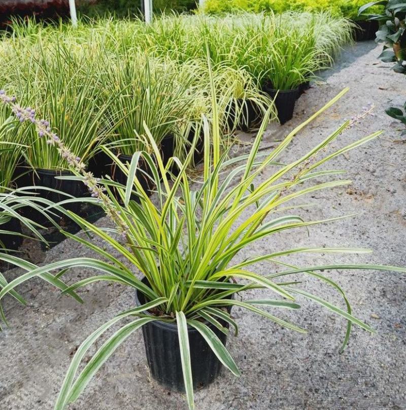 花镜植物埃弗里斯特苔草花园花镜观叶植物盆栽金叶苔草多年生