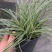 花镜植物埃弗里斯特苔草花园花镜观叶植物盆栽金叶苔草多年生