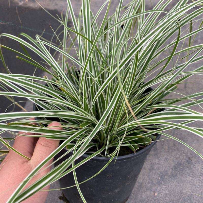 花镜植物埃弗里斯特苔草花园花镜观叶植物盆栽金叶苔草多年生